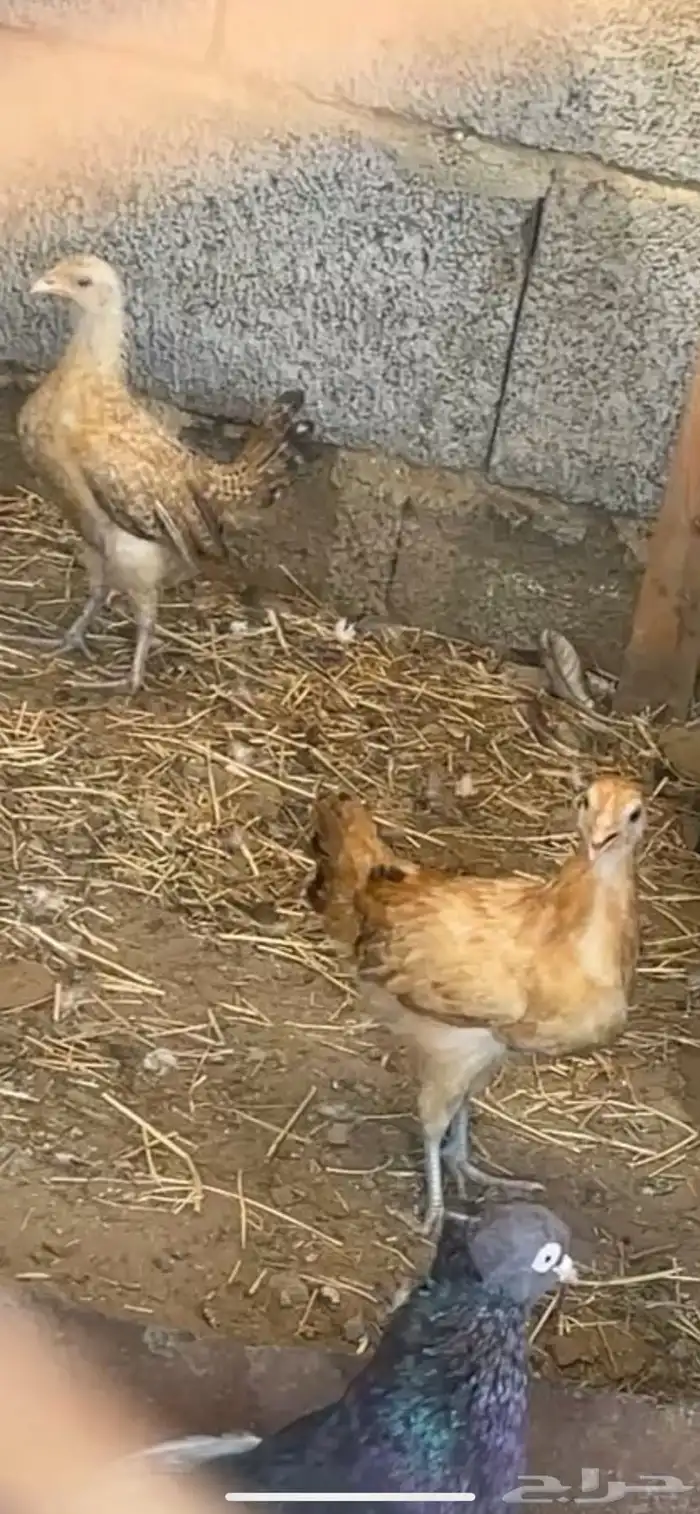 دجاج بلدي مع فروخ وبيضه 5