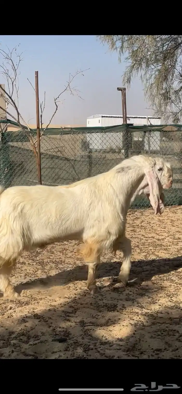 تيس مصري اجم شرط القريع 4