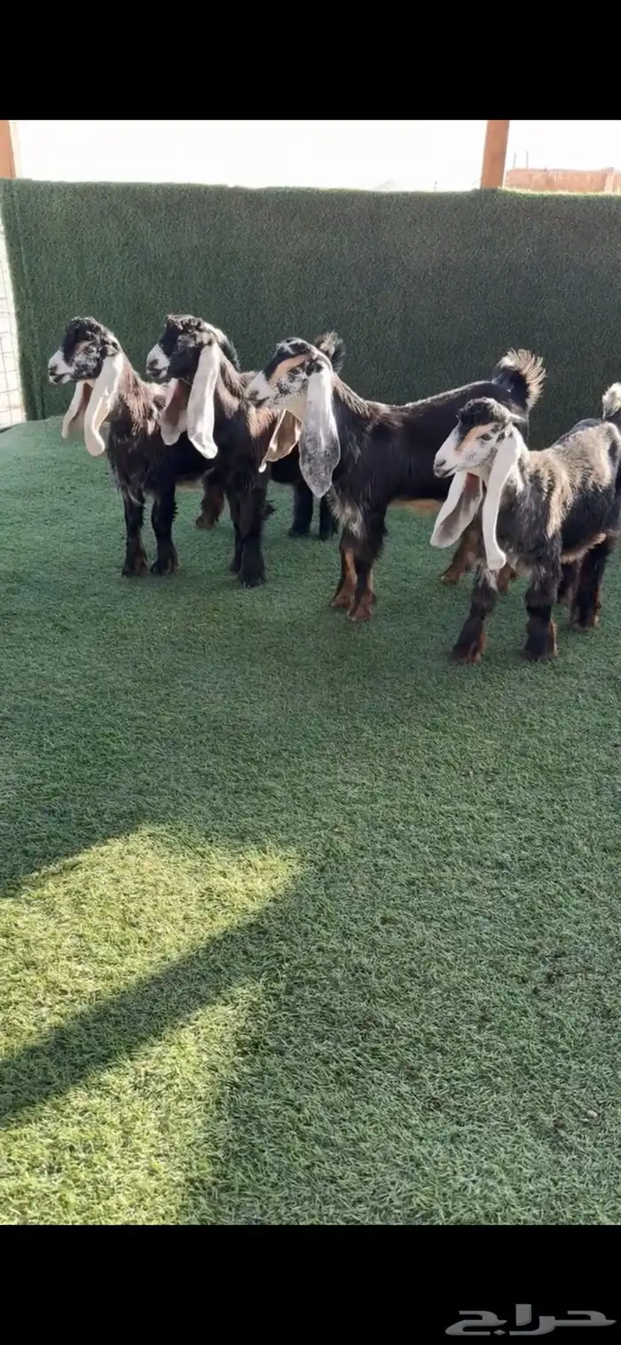 للبيع جفار صنف عوارض معرفة طيبة 0