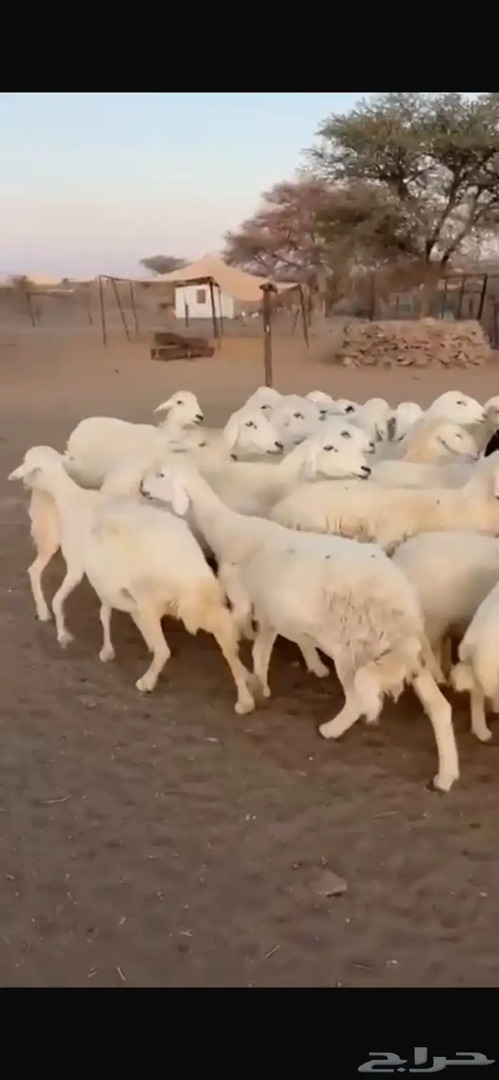 ضان حريات امواج واحد الي يبي يأسس لا تفوته 0