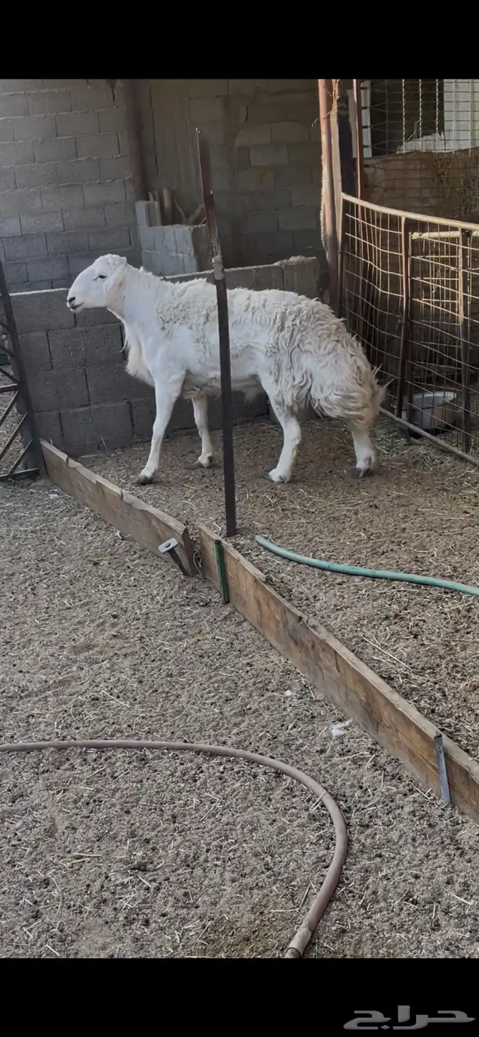 فحل حري مشروط طيب جدا جرم وشكل وشعره مشروط من كلش 1