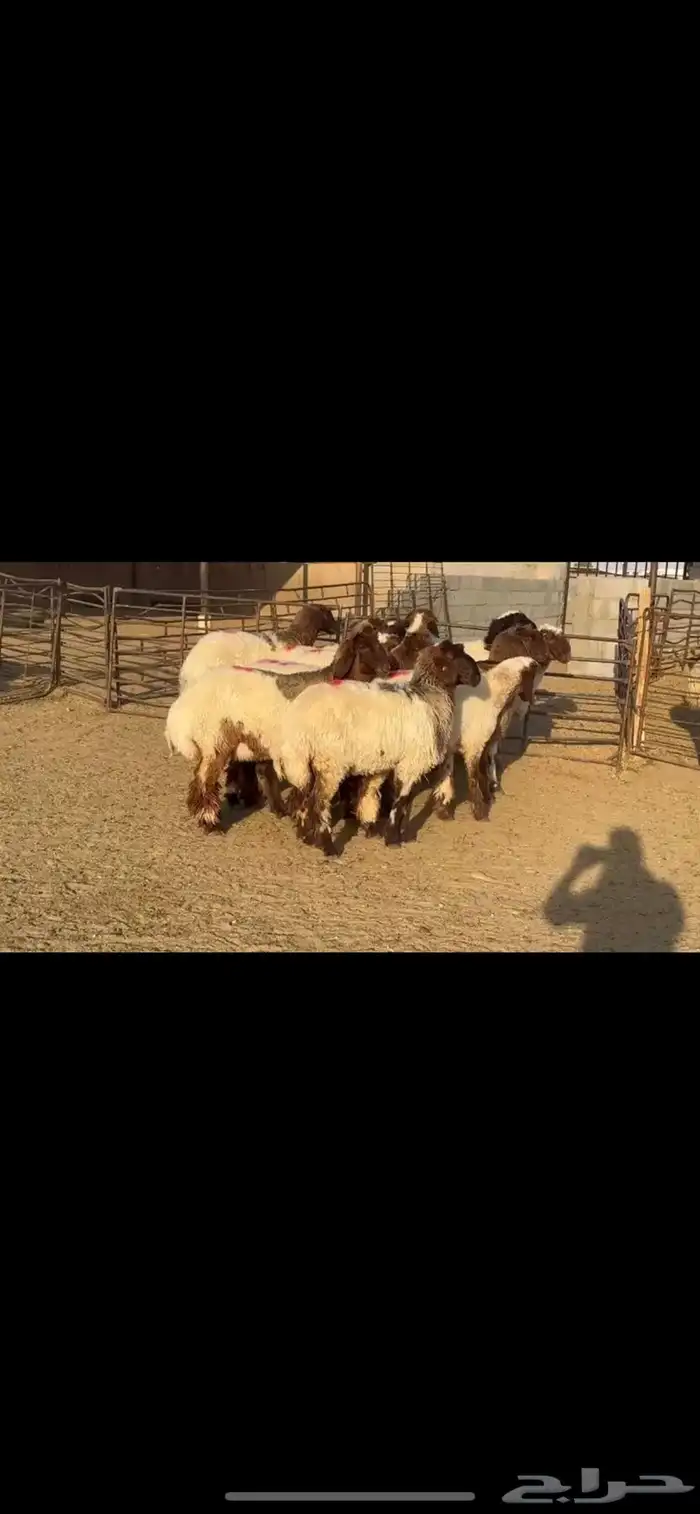 جذعات نعيم مضاريع 1