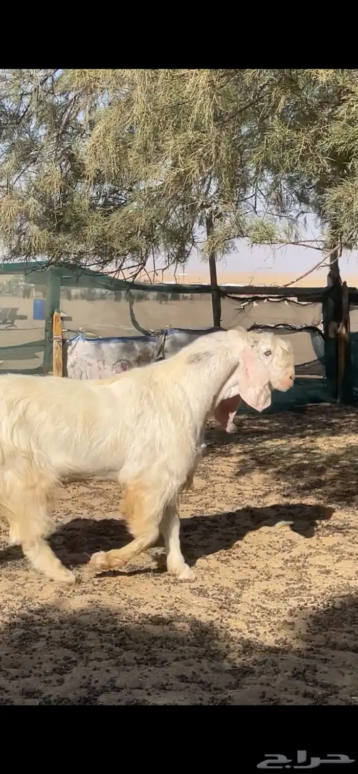 تيس مصري اجم شرط القريع 9