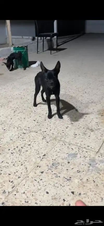 كلب فرنش مهجن للتبني برسوم index