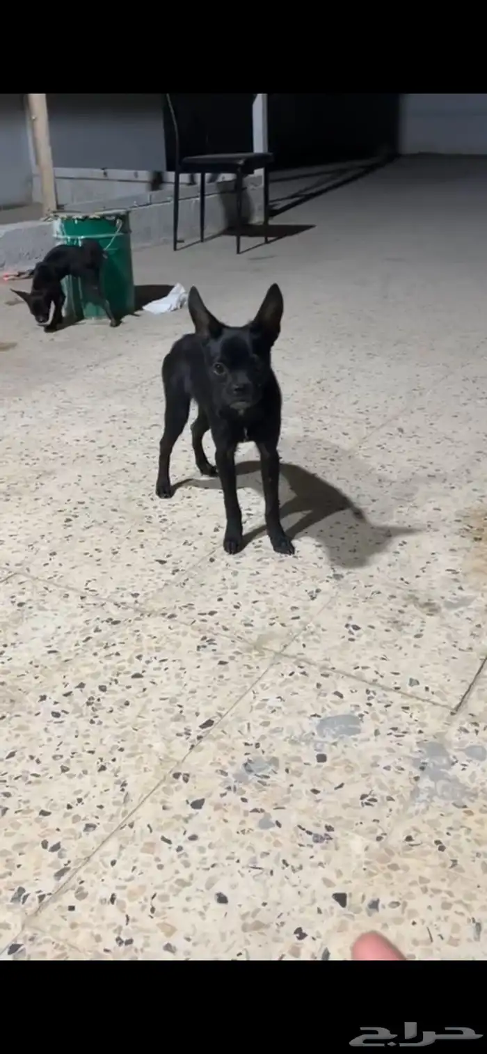 كلب فرنش مهجن للتبني برسوم 0