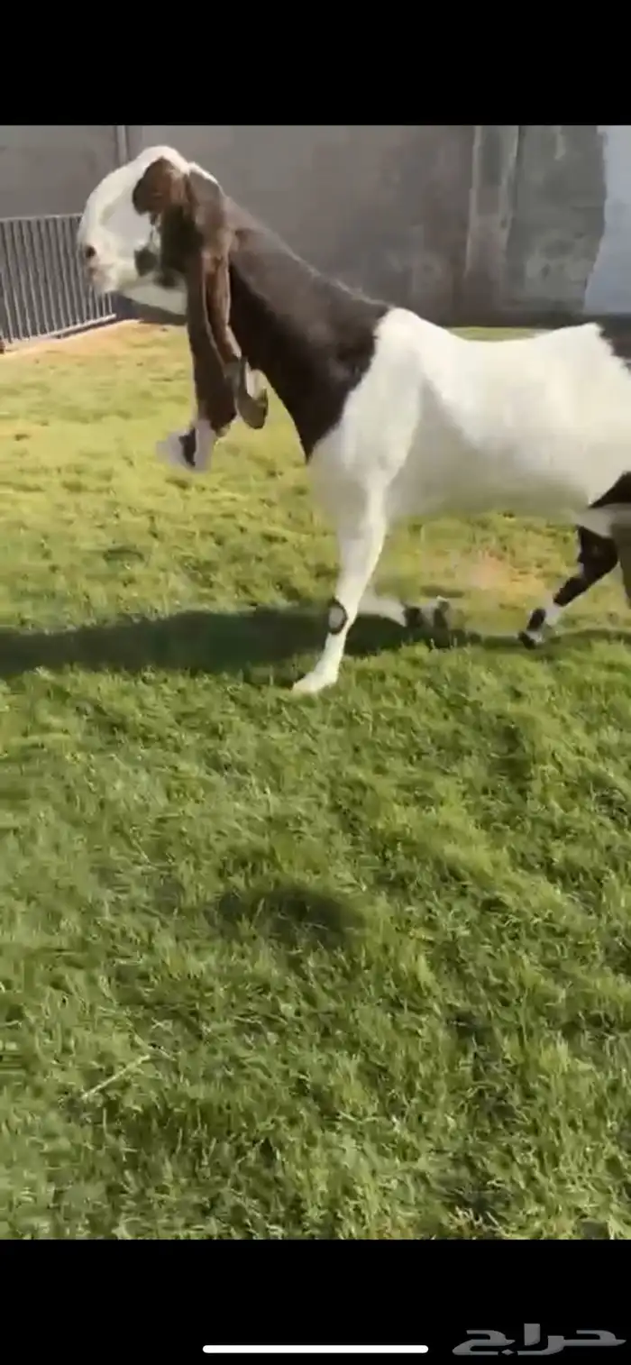 للبيع عنز هولنديه كفووو 1