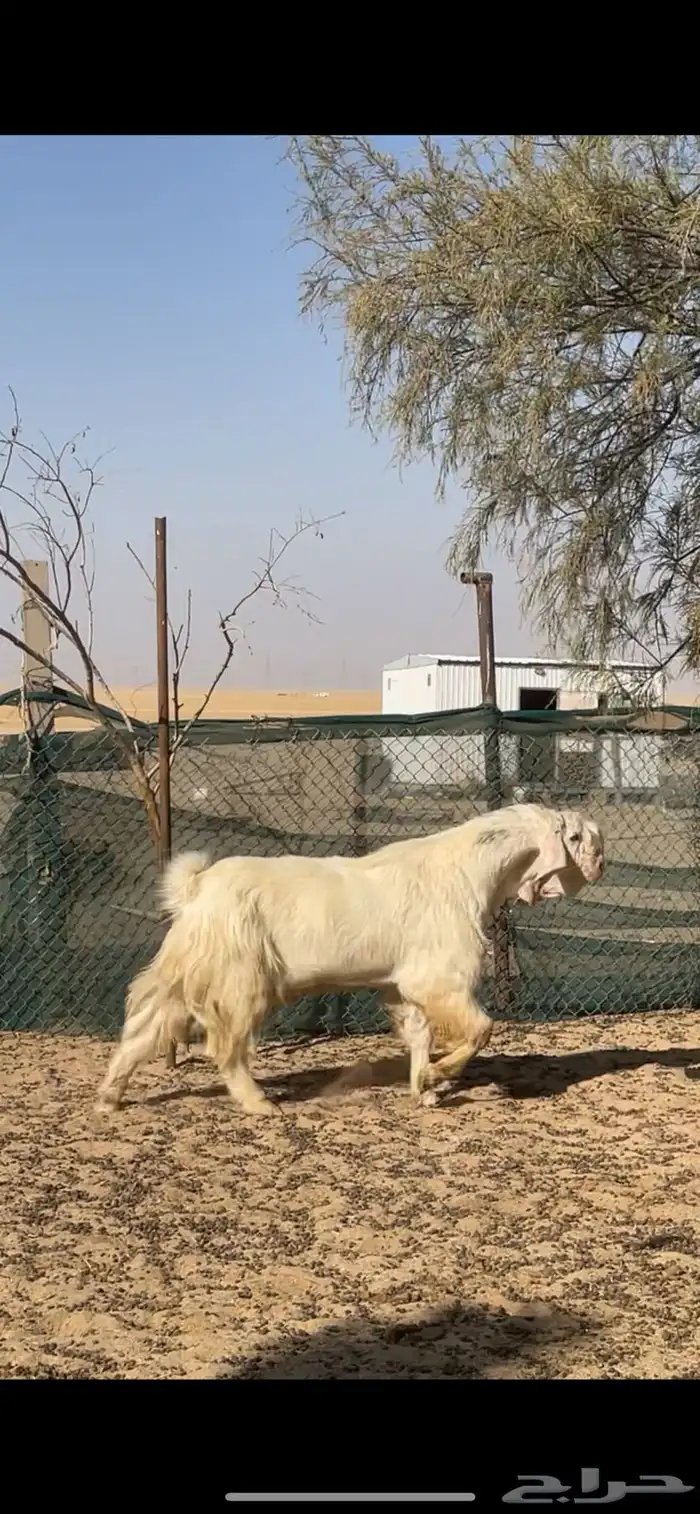 تيس مصري اجم شرط القريع 6