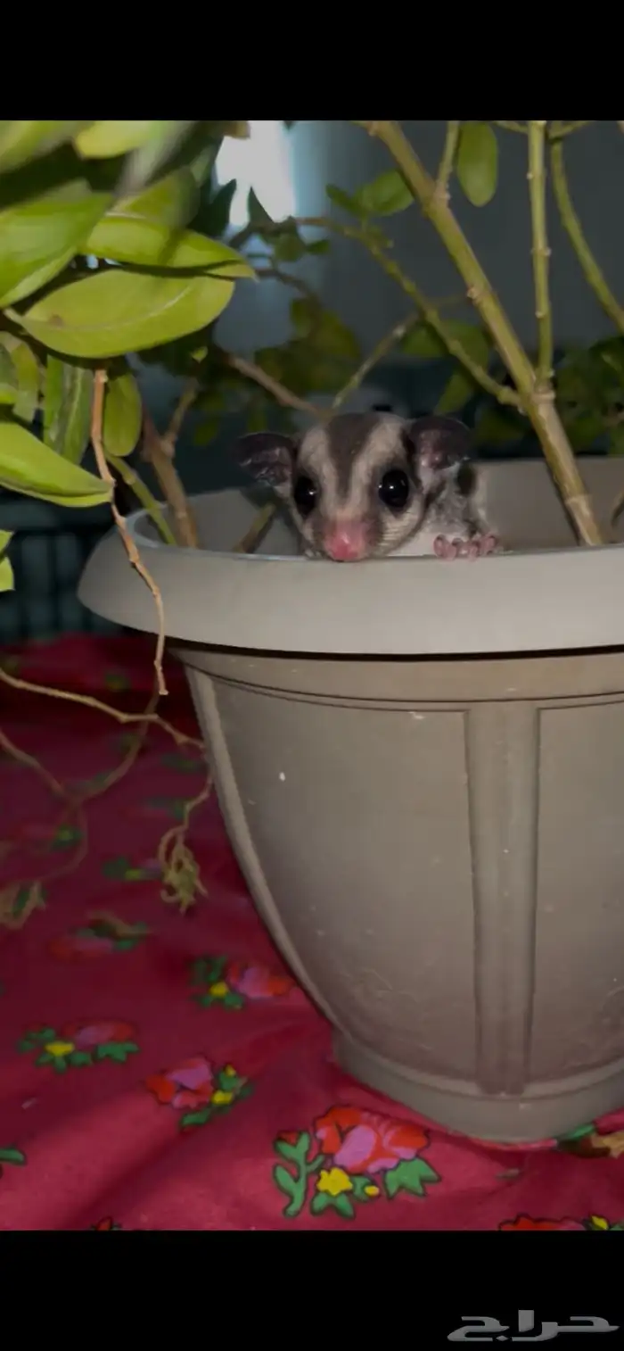 سنجاب طائر ذكر للبيع 0