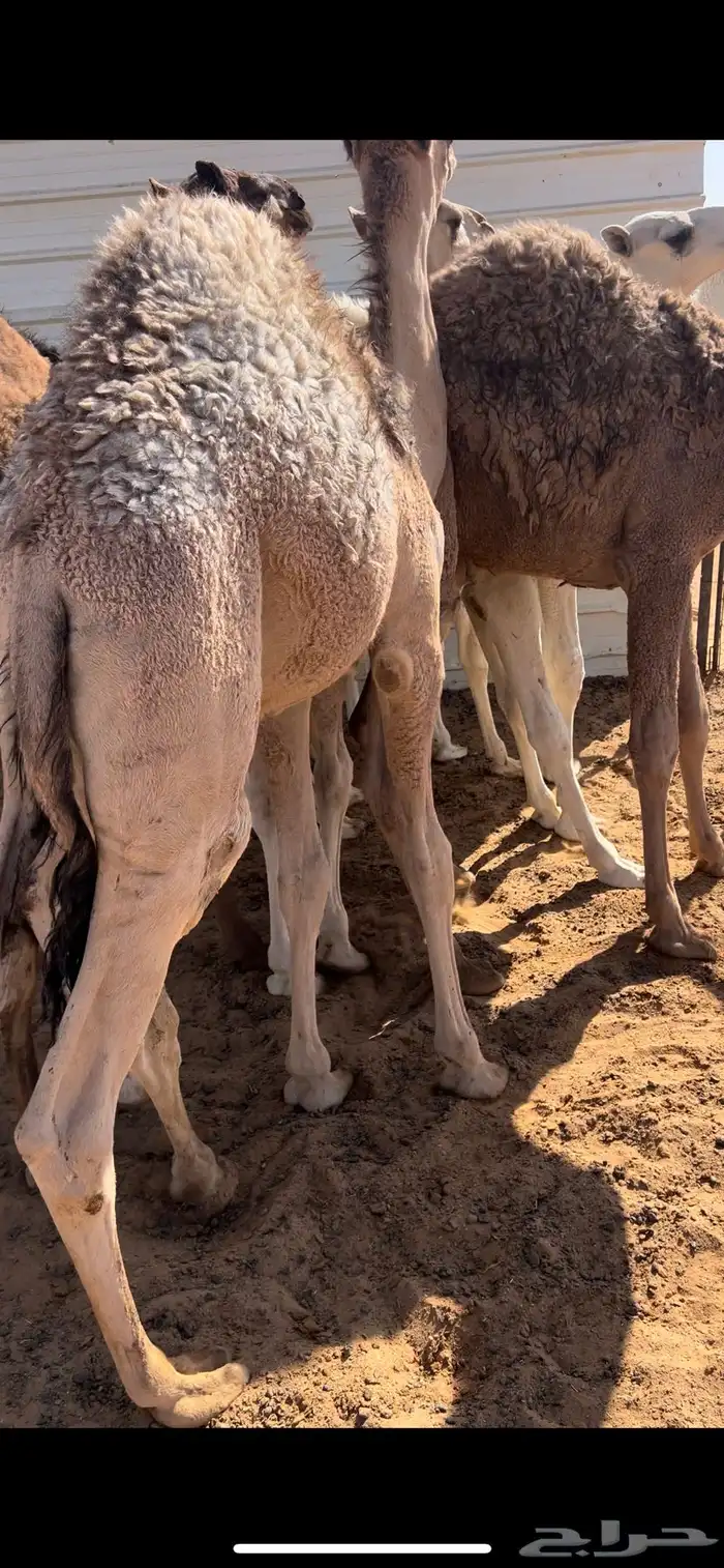 للبيع قعدان قصب 3