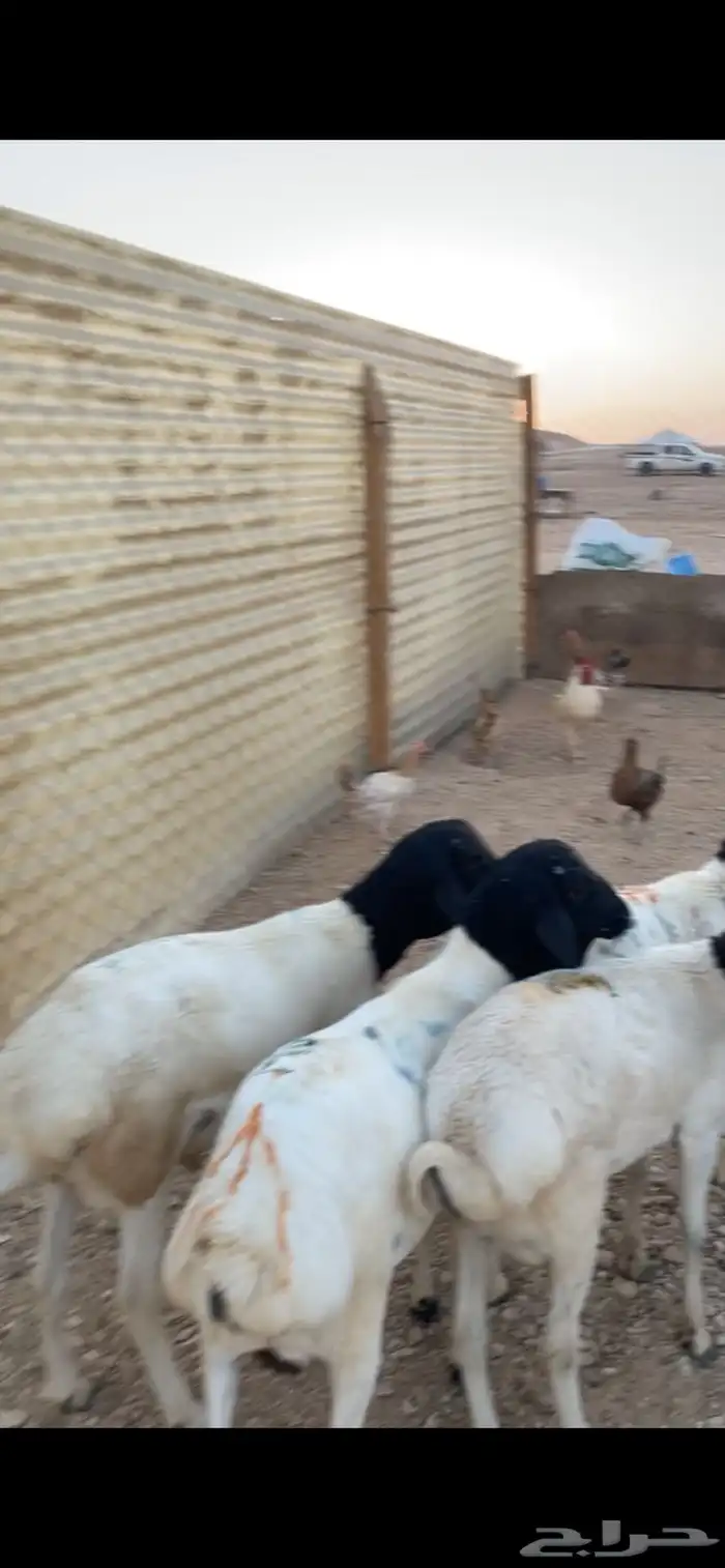 بربري مرابي جذعان برابر 3