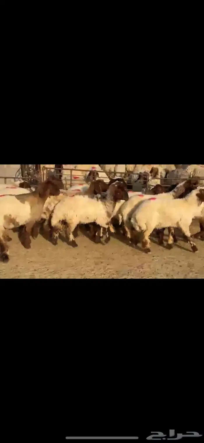 جذعات نعيم مضاريع 8