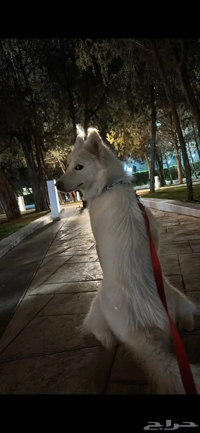 كلب هاسكي انثى عمرها سنه وشهرين اغراضها موجوده ومطعمه 1