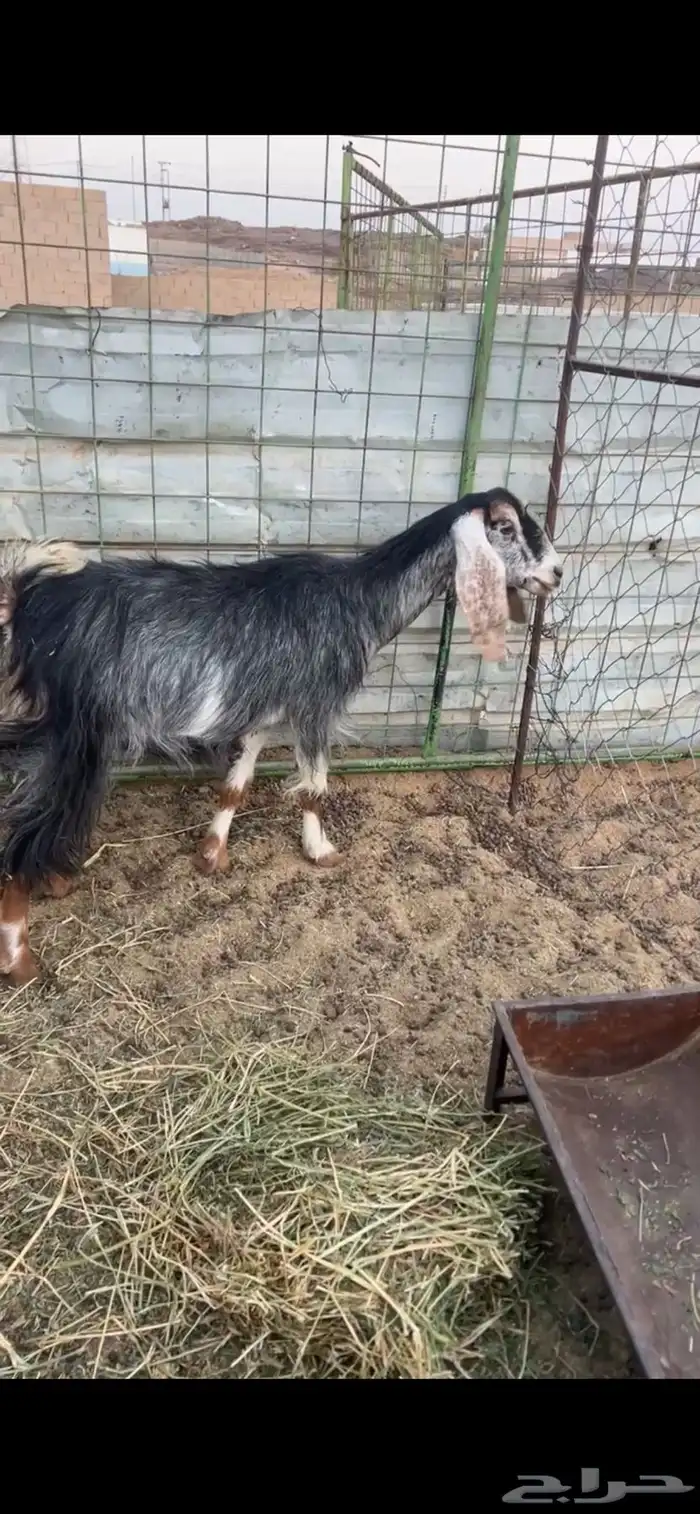 جفره ثنيه دافع 1