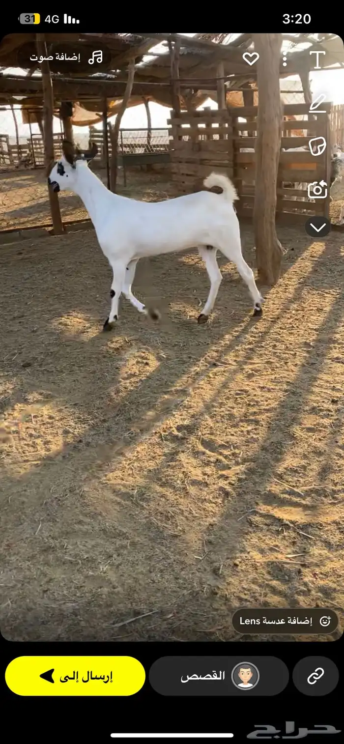 جفره بيشيه طيب 1