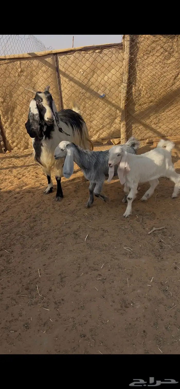 عنز حليب طيبه معها تيوس دواغير 2