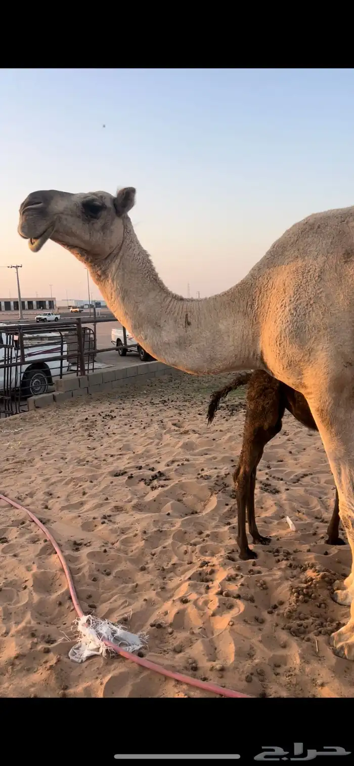 خلفه شقحا مصغر منيحه 0