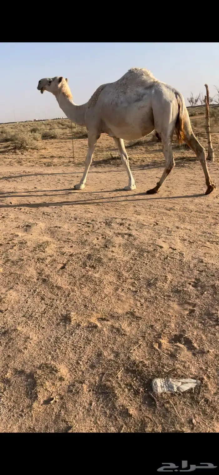 وضحى ملاقي 0