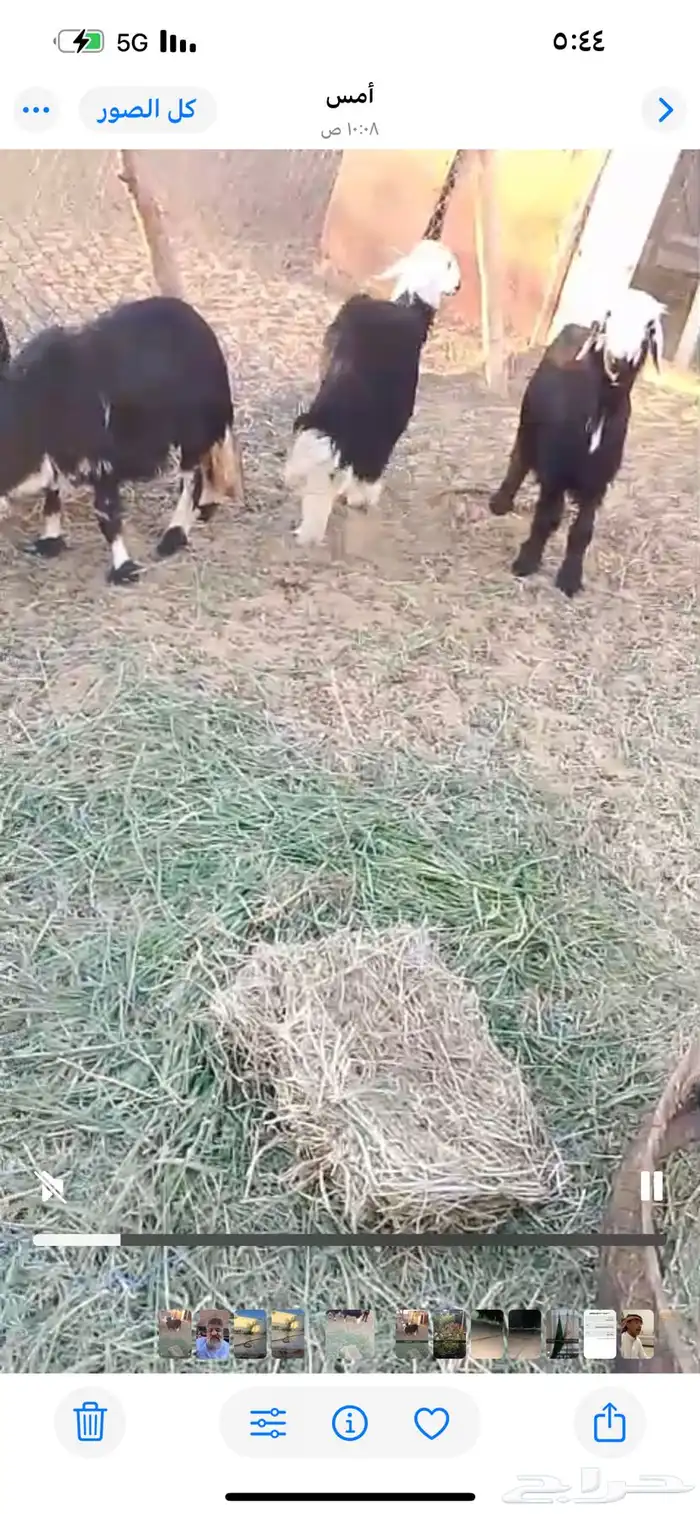 رخلتين البيع 1