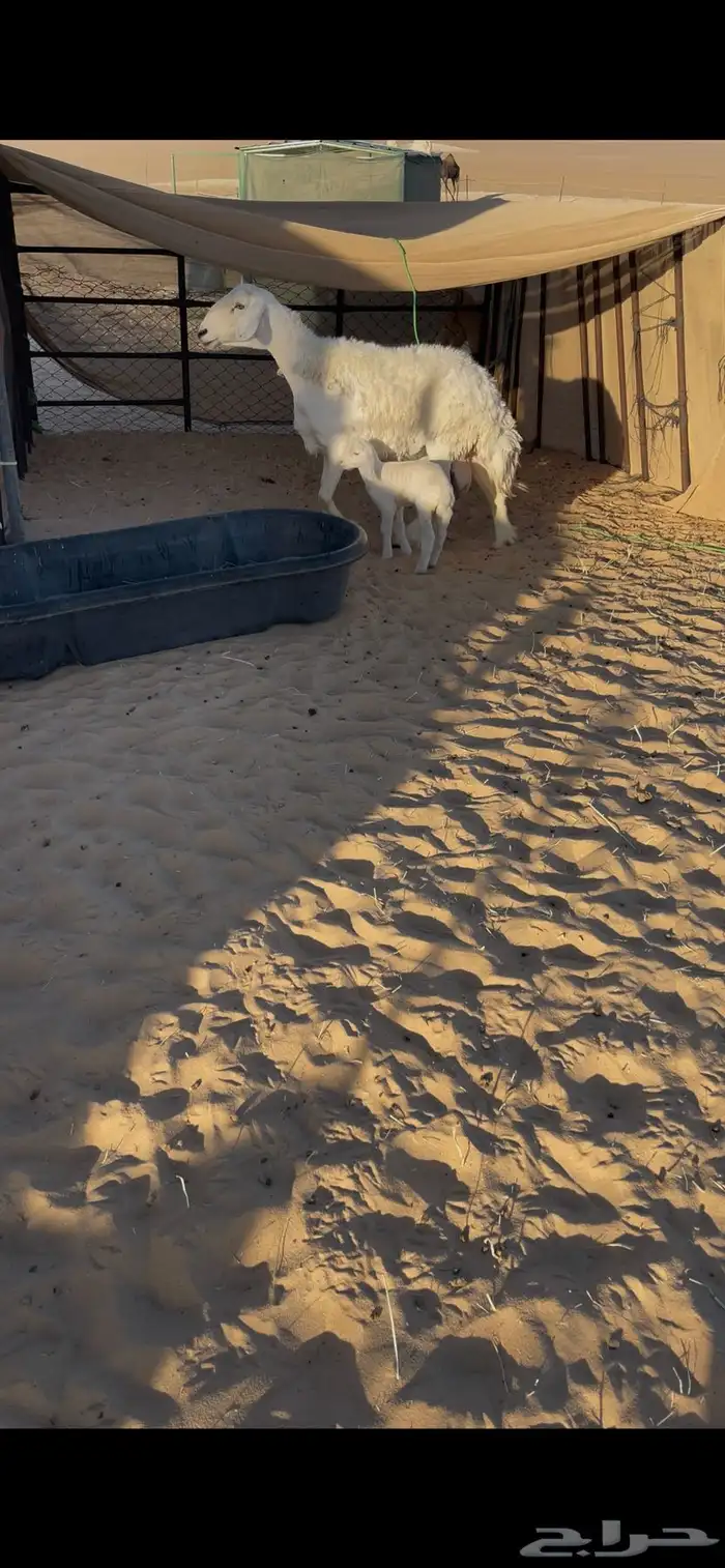 حريات رغايث 2