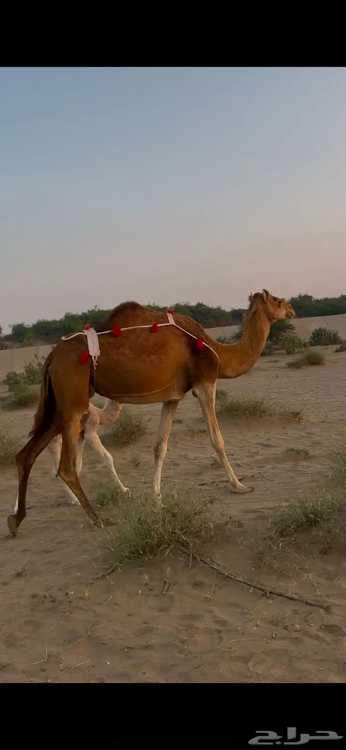 خلفه ساحليه منيحه 0