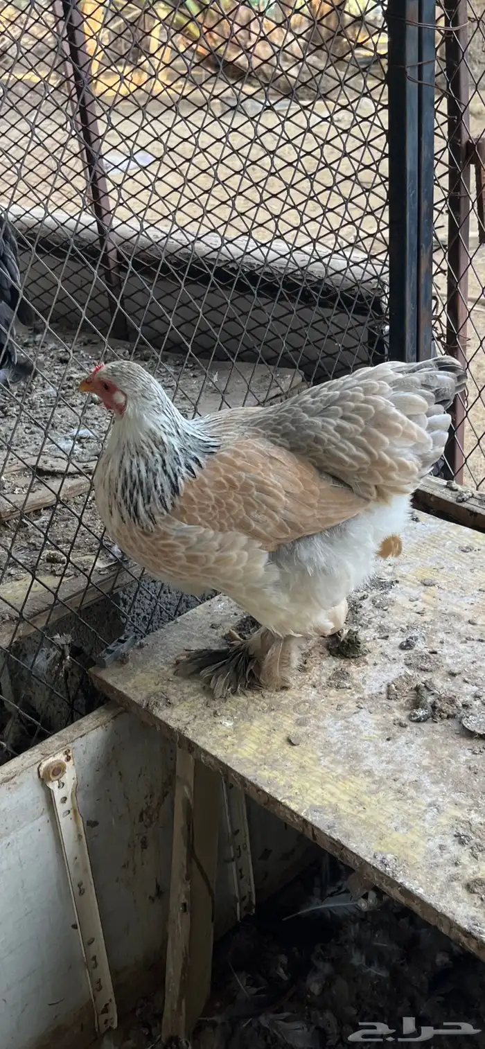 دجاج براهما للبيع 4