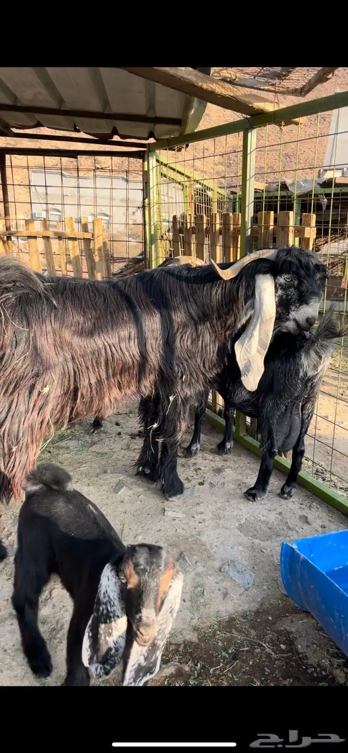 تيس فحل عارضي صنف 0