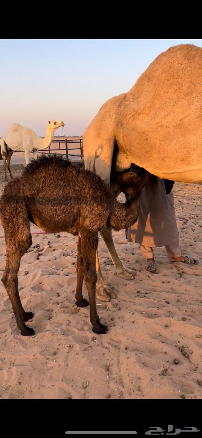 خلفه شقحا مصغر منيحه 4