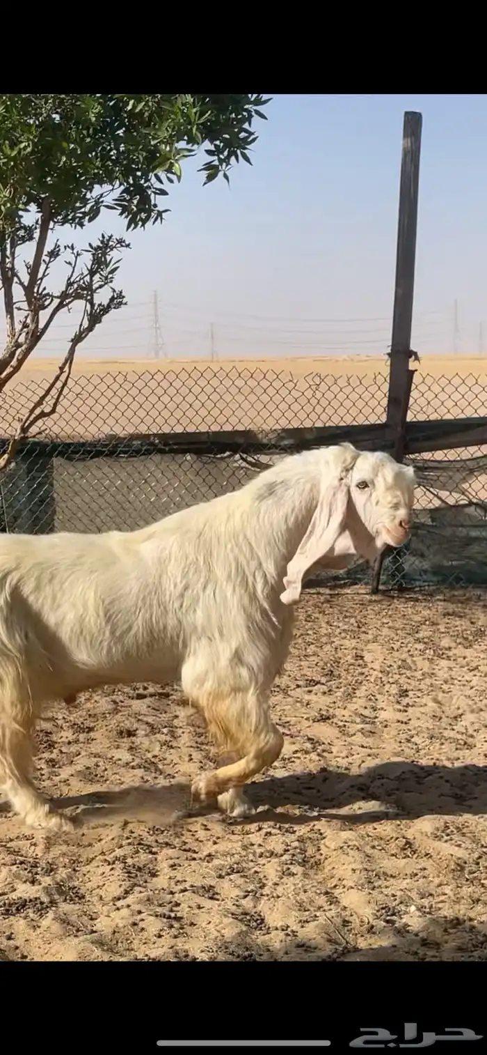 تيس مصري اجم شرط القريع 5