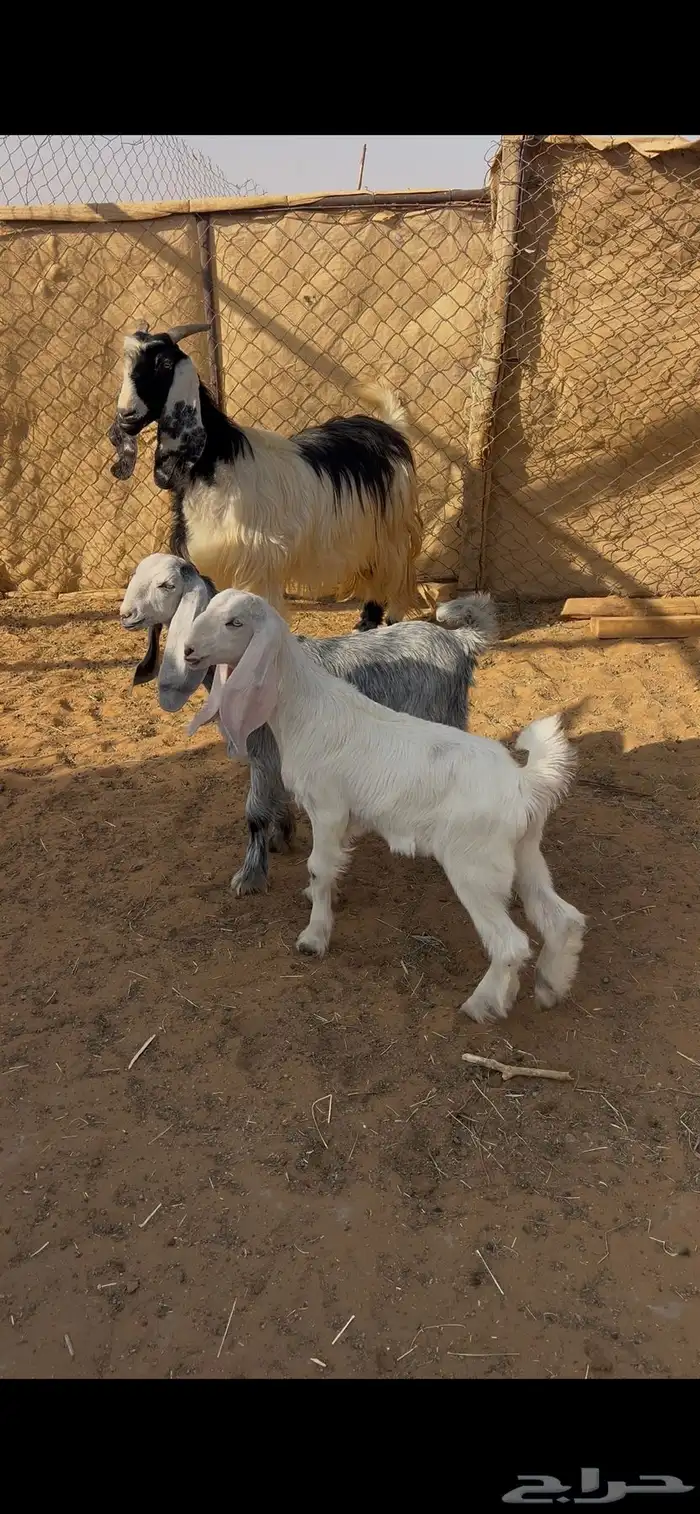 عنز حليب طيبه معها تيوس دواغير 1