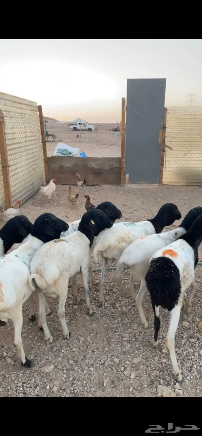 بربري مرابي جذعان برابر 1