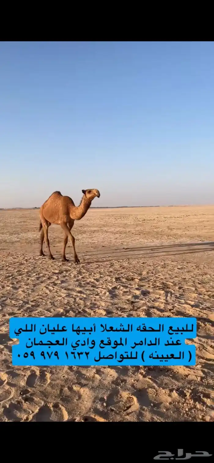 للبيع شعلا حقه طيبه 0