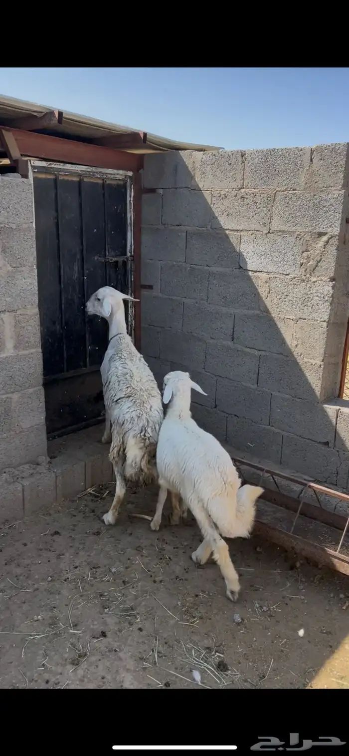 شاه وولدها كفو 0