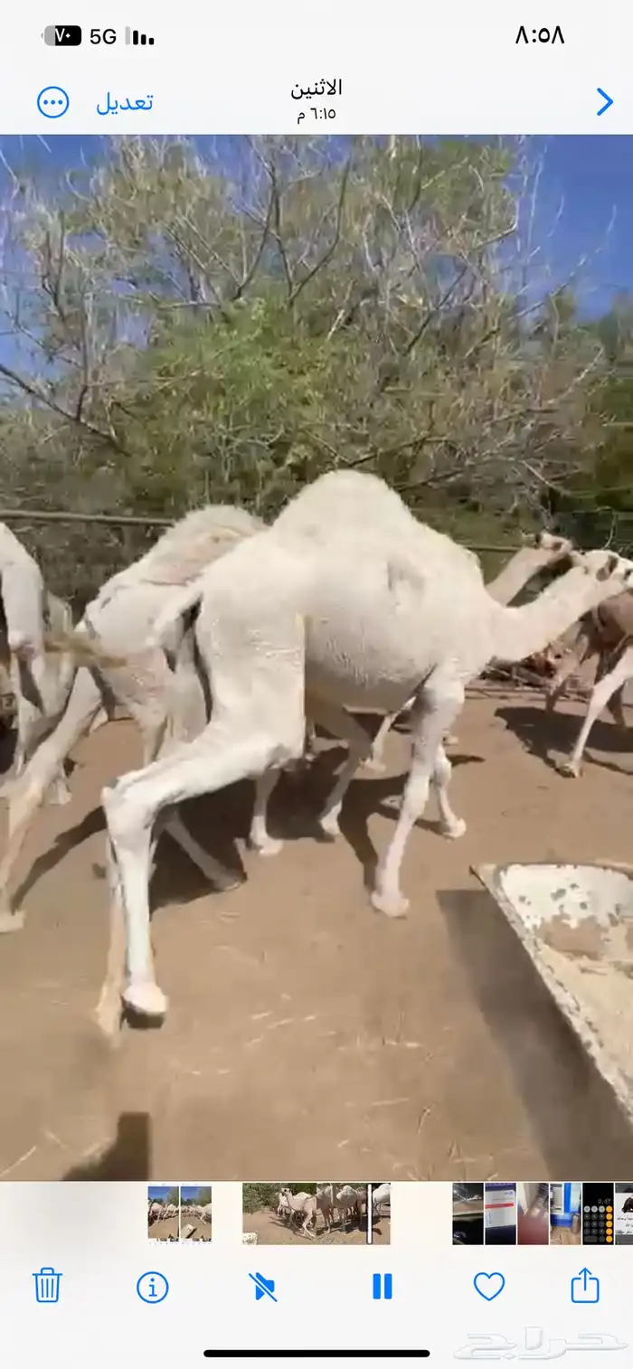 قعدان للبيع كفو بلدي 1