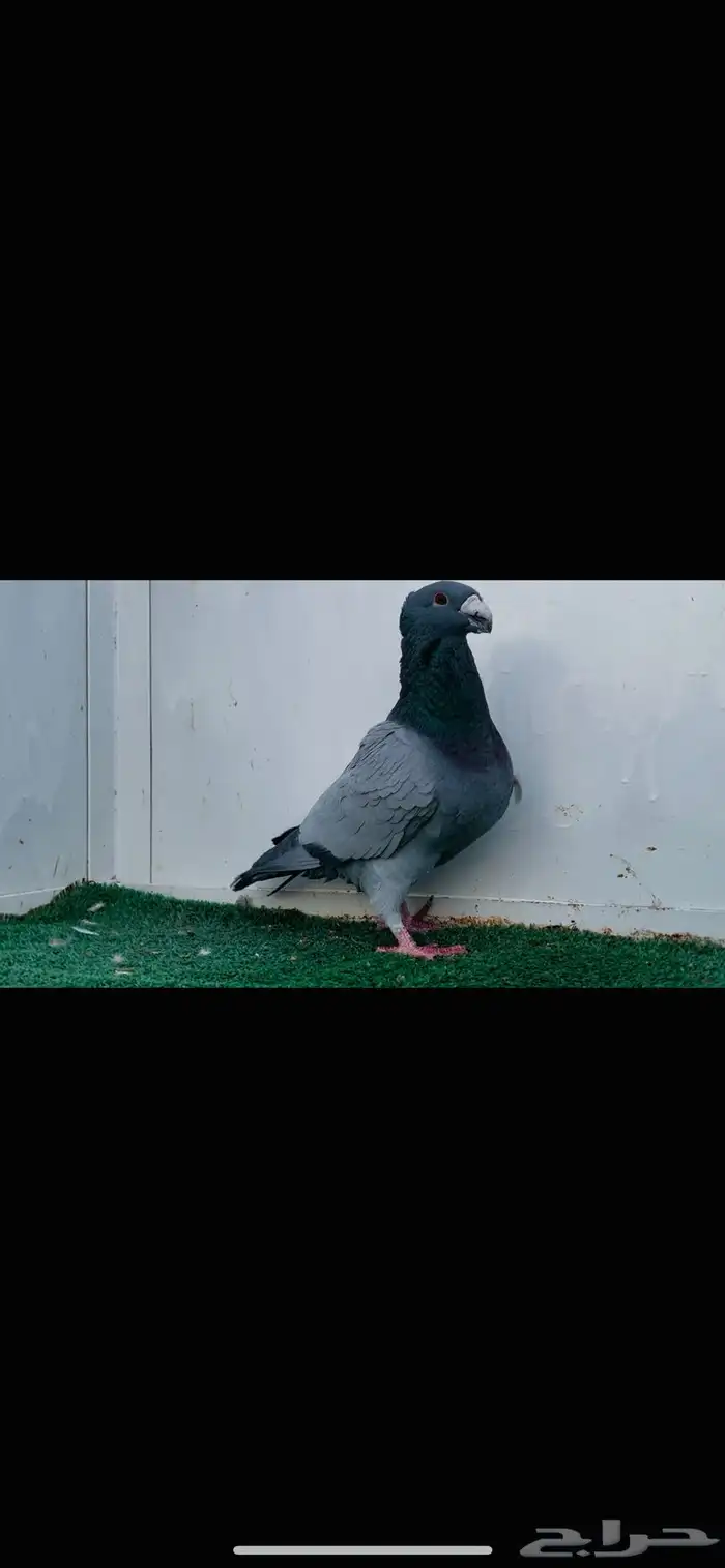 ذكر هومر بارلس 2