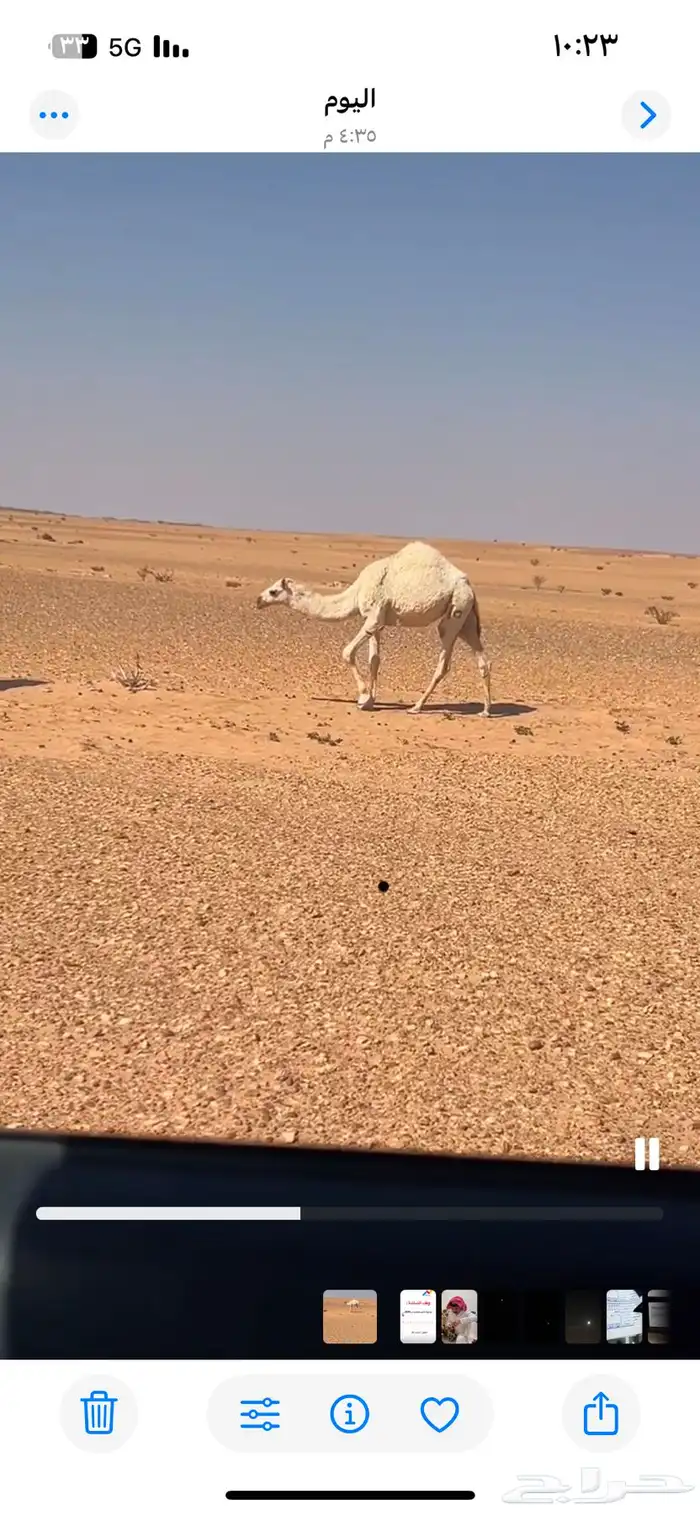 للبيع البكرة الرمانية 1