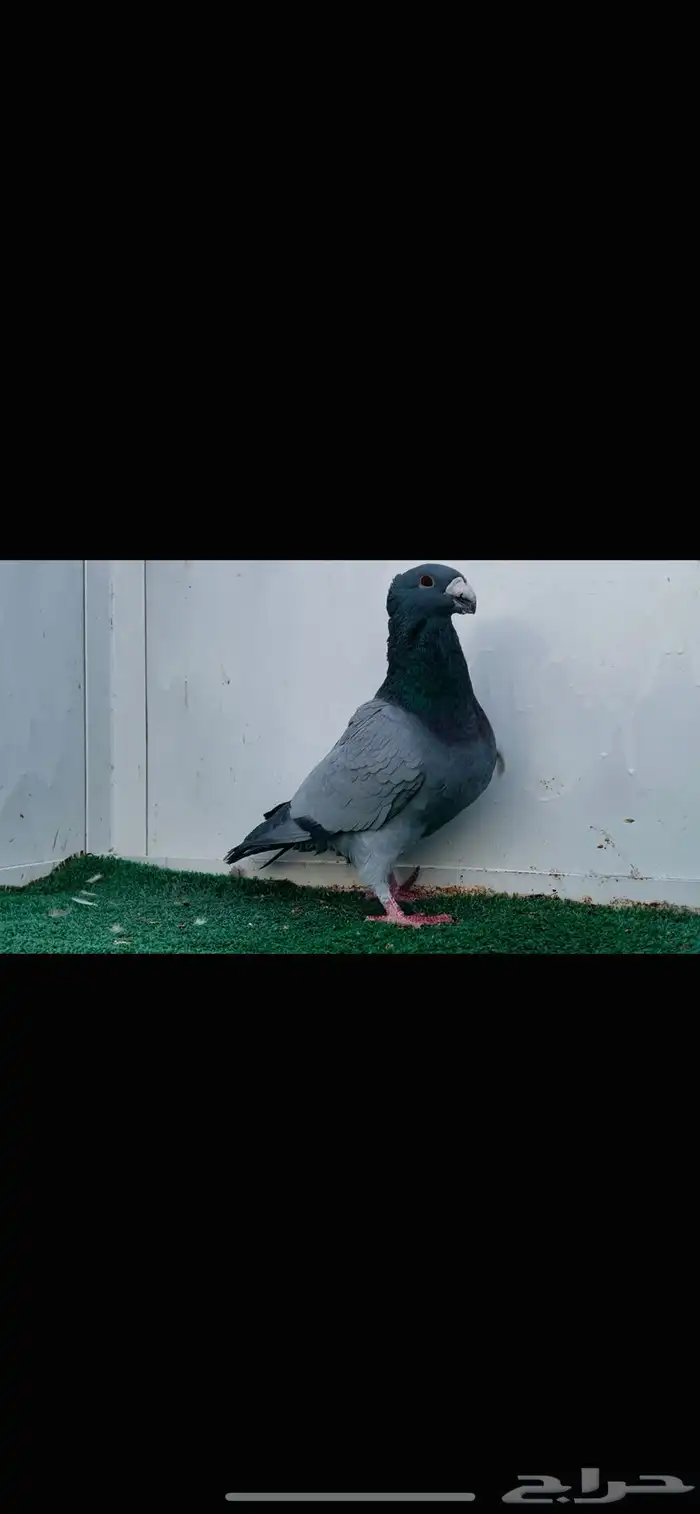 ذكر هومر بارلس 1