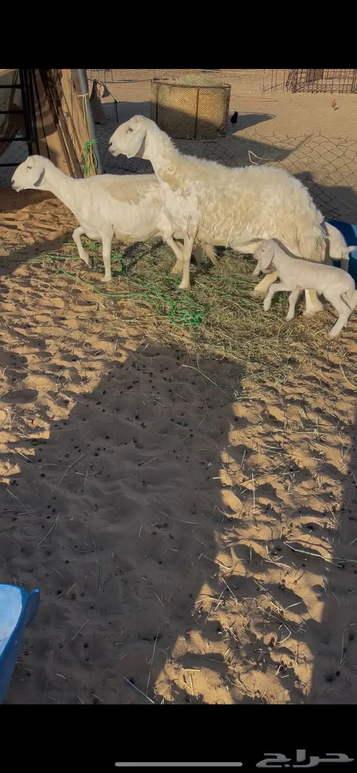 حريات رغايث 0