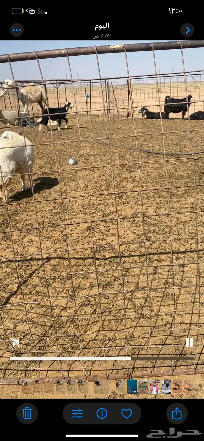 خروف نجدي تربيه 4