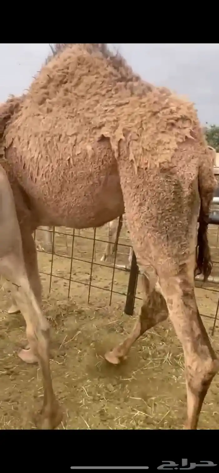 قعدان للبيع 1