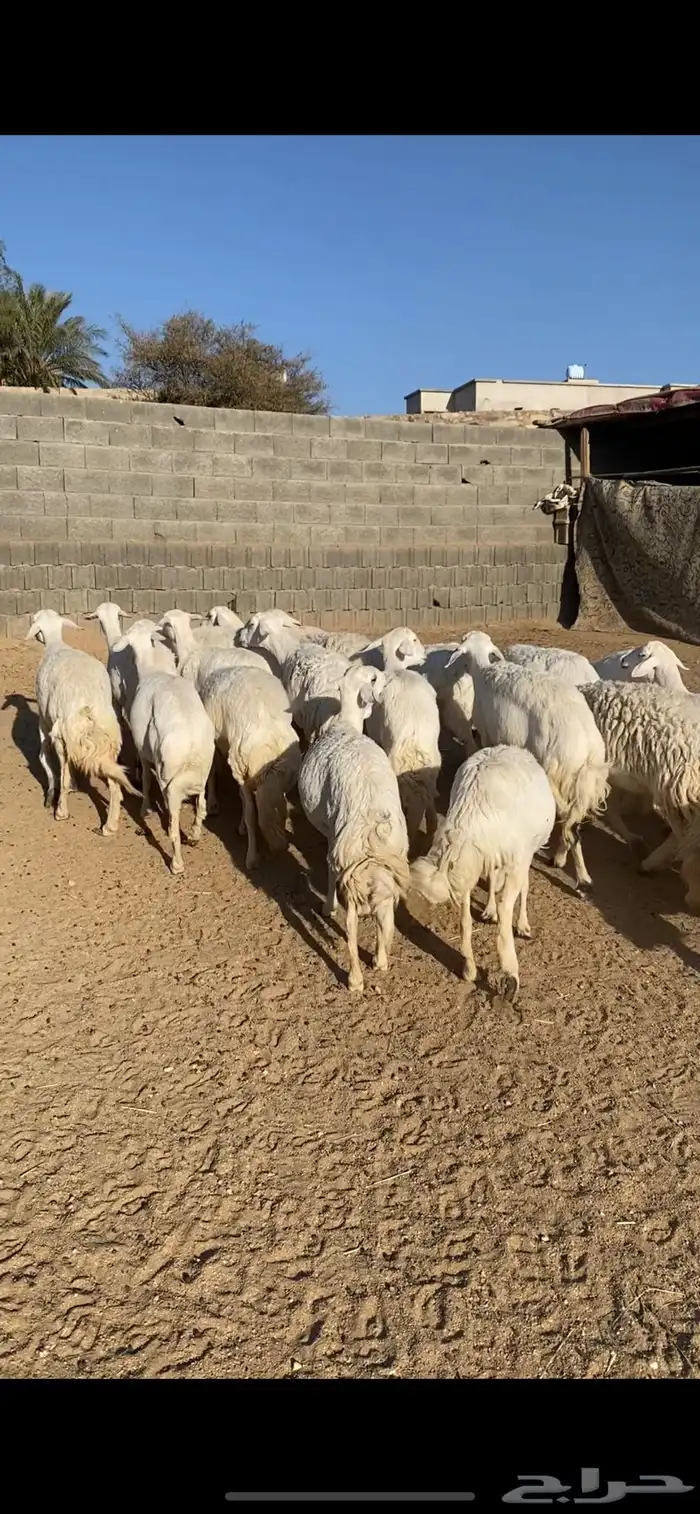 ارخال حررش 0