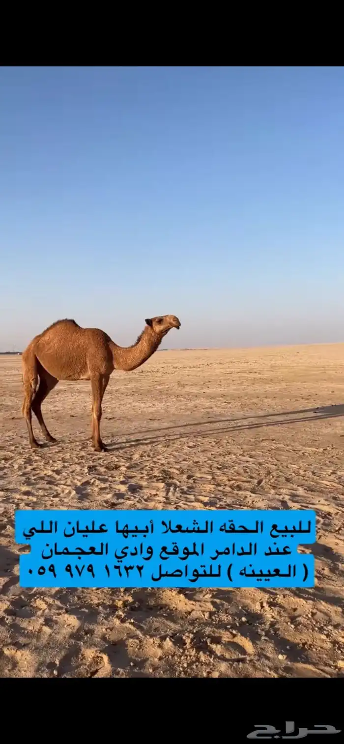 للبيع شعلا حقه طيبه 11