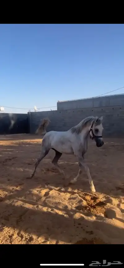 مهره للبيع index