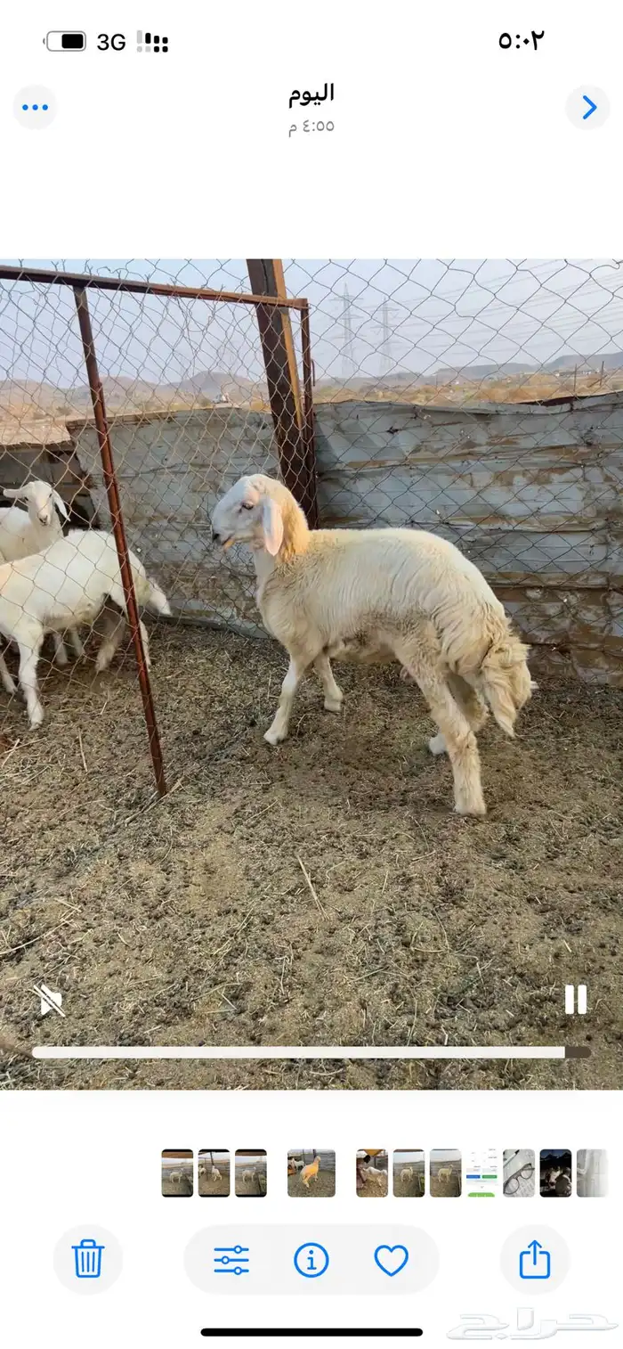 طلي ست شهور ((تم البيع )) 0