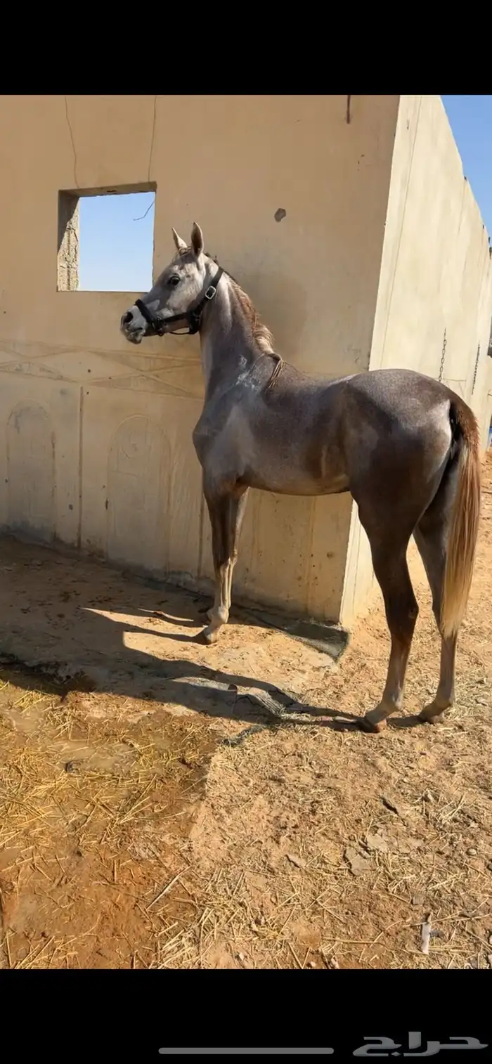 مهره شعبيه 1