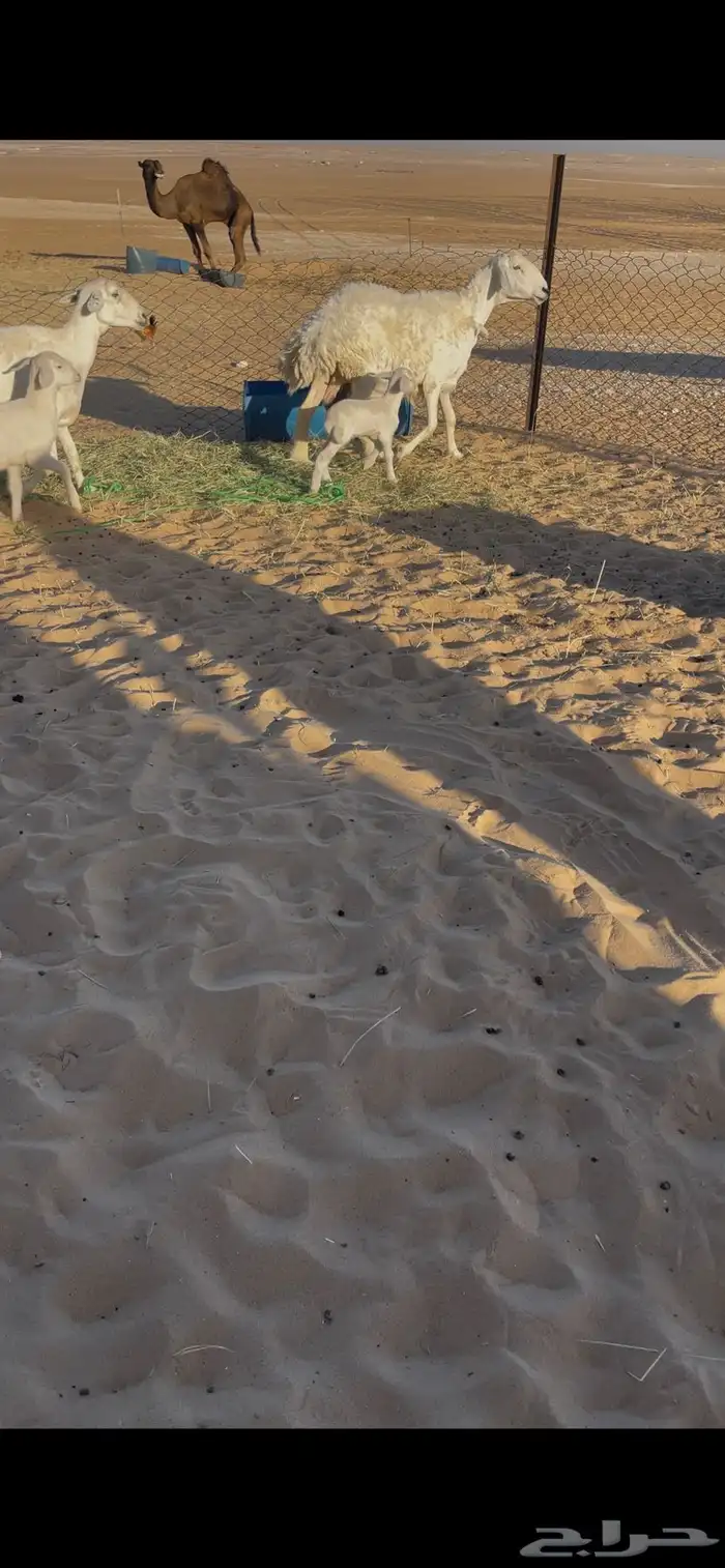 حريات رغايث 1