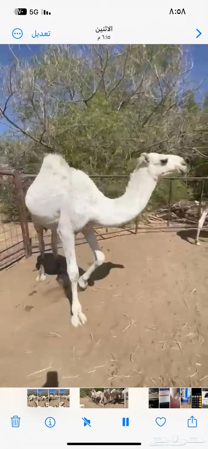 قعدان للبيع كفو بلدي 2