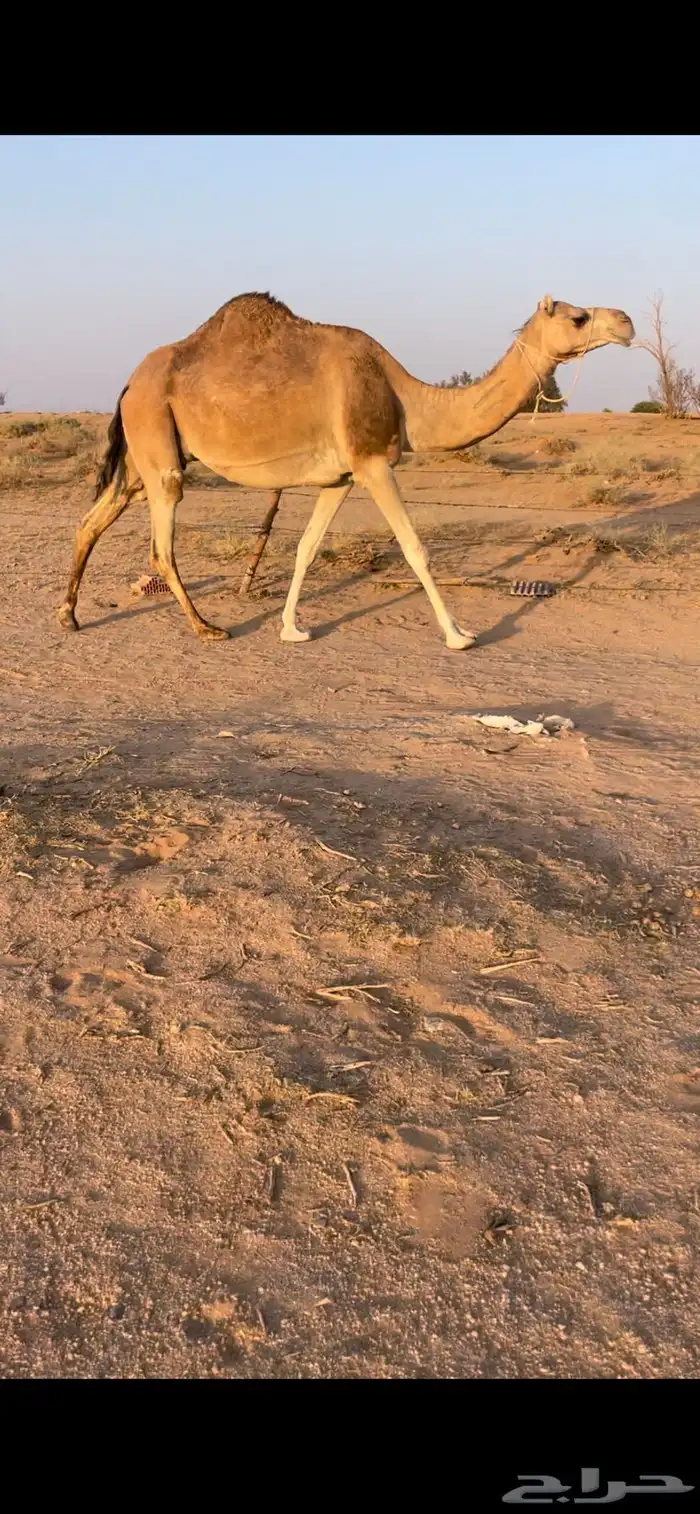 حمرا لقحه ملاقي 0