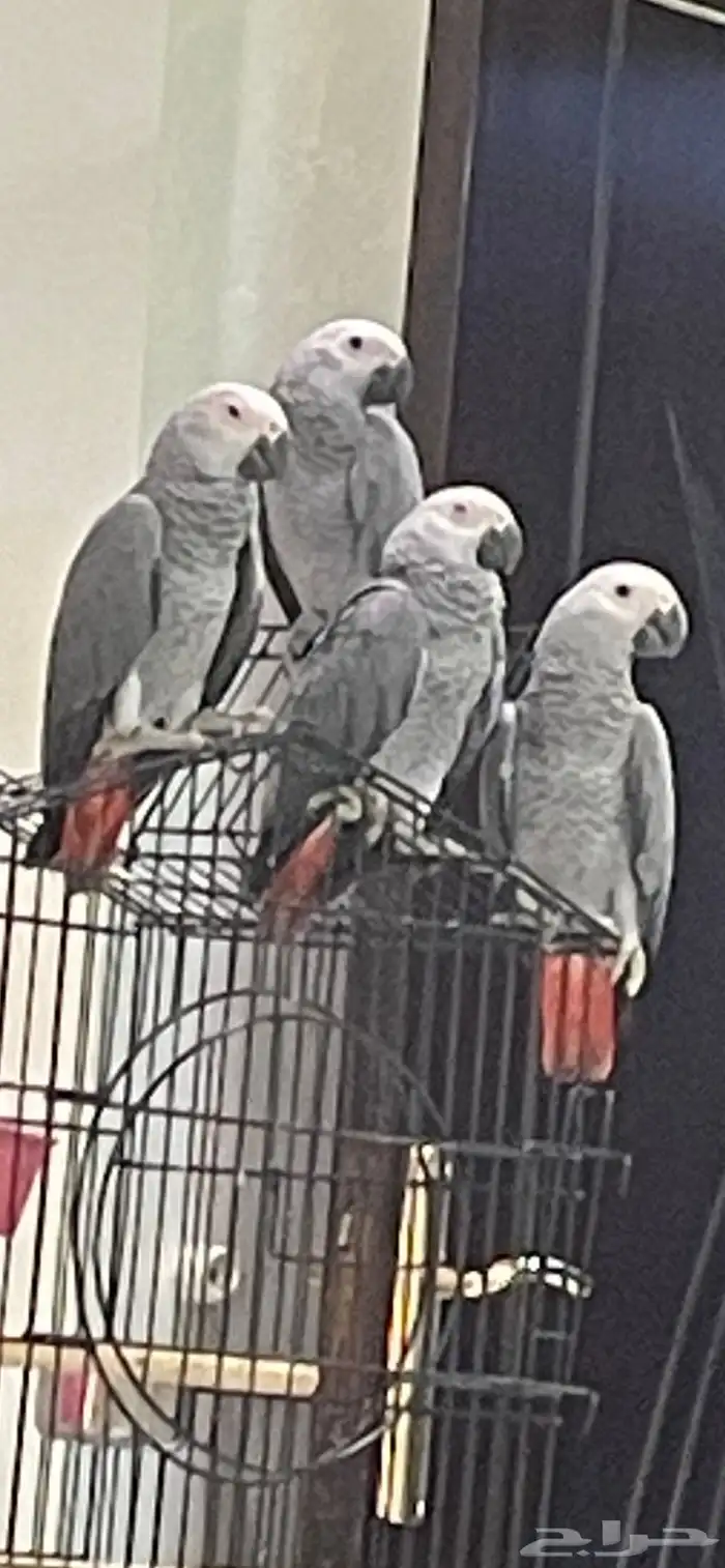 فروخ كاسكو للبيع 0