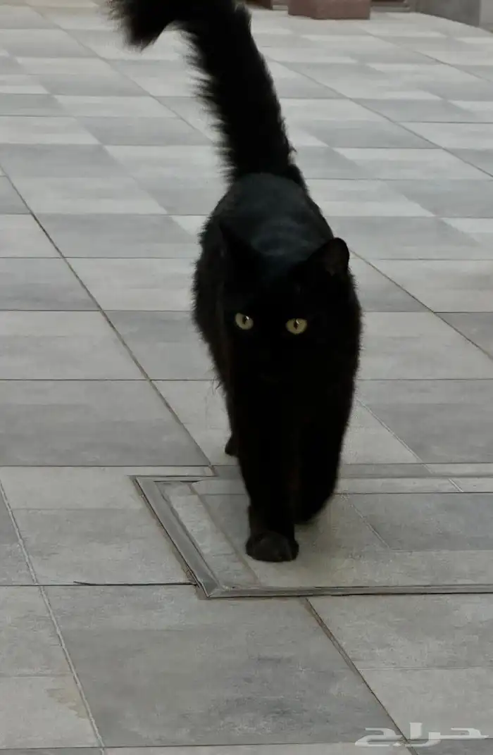 قطة للتبني 2