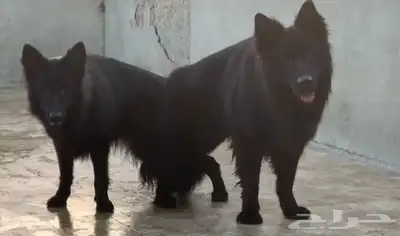 كلبه جيرمن للبيع index